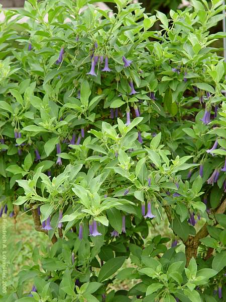 Iochroma cf. grandiflora