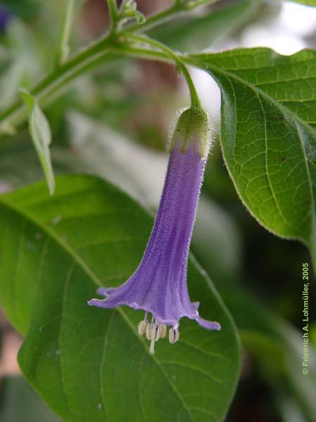 Iochroma cf. grandiflora