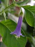 Iochroma cf. grandiflora