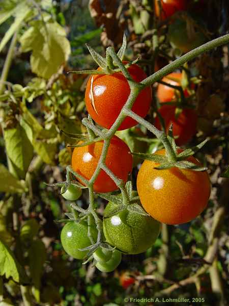 Lycopersicon esculentum var. cerasiforme