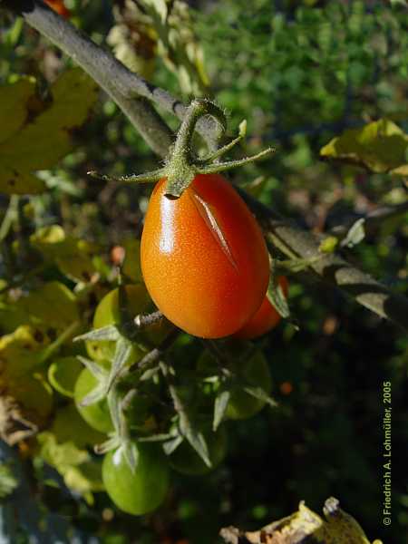 Lycopersicon esculentum var. cerasiforme