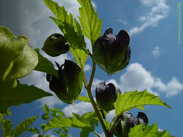 Nicandra physalodes