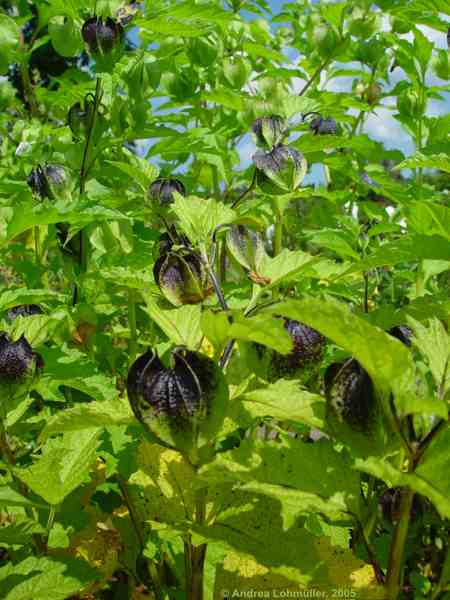 Nicandra physalodes