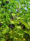 Nicandra physalodes