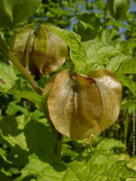 Nicandra physalodes