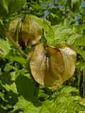 Nicandra physalodes