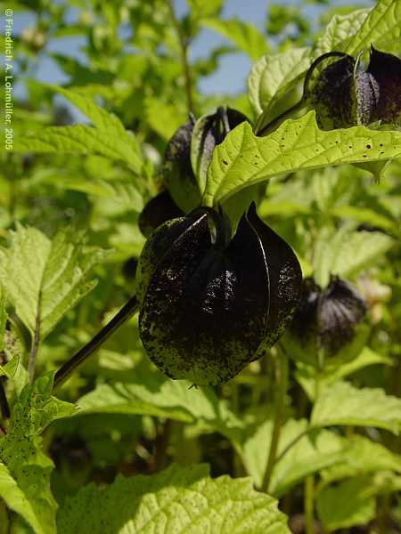 Nicandra physalodes