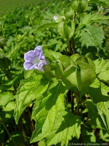 Nicandra physalodes