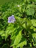 Nicandra physalodes