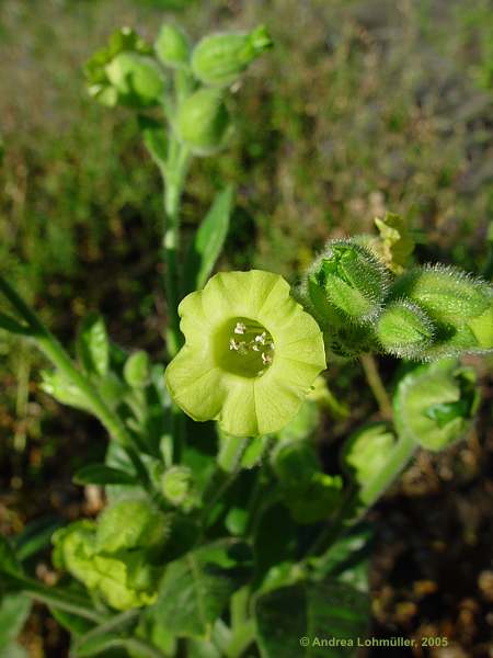 Nicotiana rustica