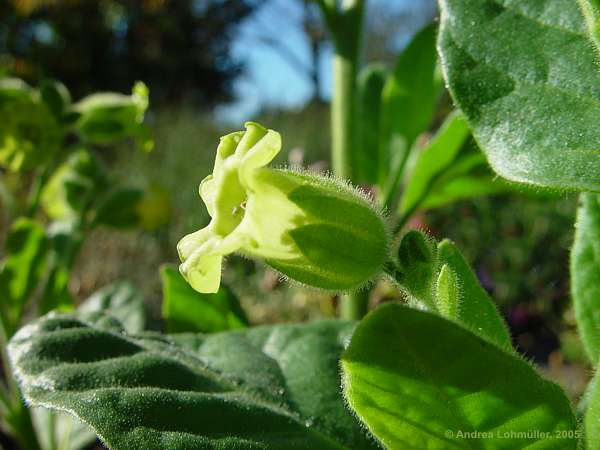 Nicotiana rustica