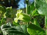 Nicotiana rustica