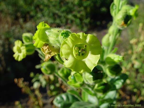 Nicotiana rustica