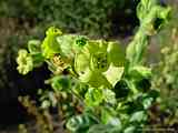 Nicotiana rustica