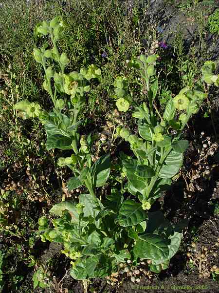 Nicotiana rustica