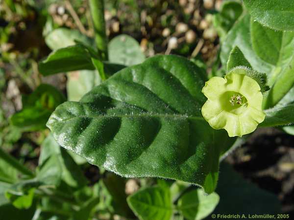 Nicotiana rustica