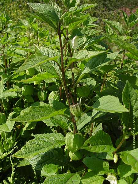 Physalis alkekengi