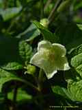 Physalis alkekengi