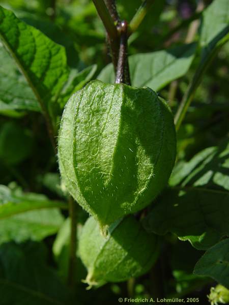 Physalis alkekengi