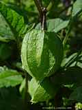 Physalis alkekengi