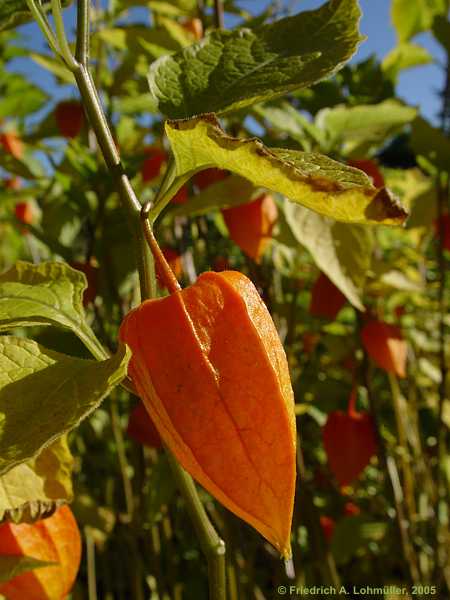 Physalis alkekengi