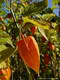 Physalis alkekengi