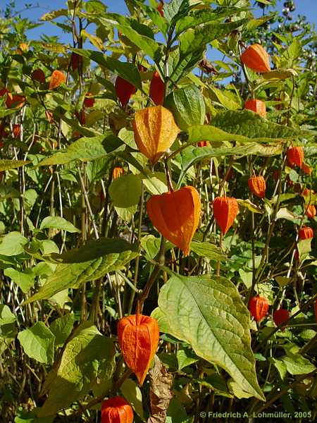 Physalis alkekengi