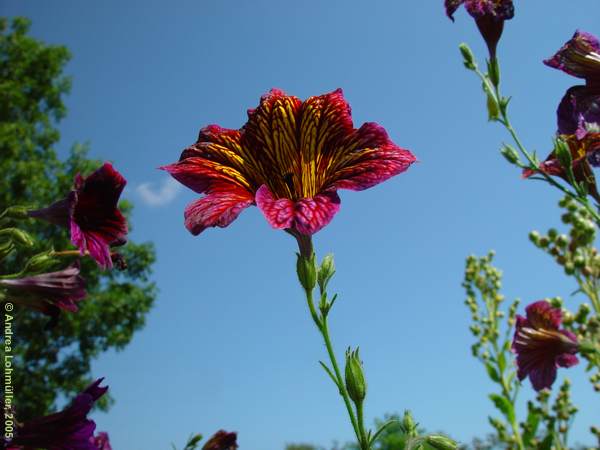 Salpiglossis sinuata