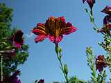 Salpiglossis sinuata