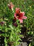 Salpiglossis sinuata