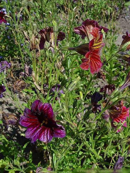 Salpiglossis sinuata