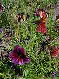 Salpiglossis sinuata