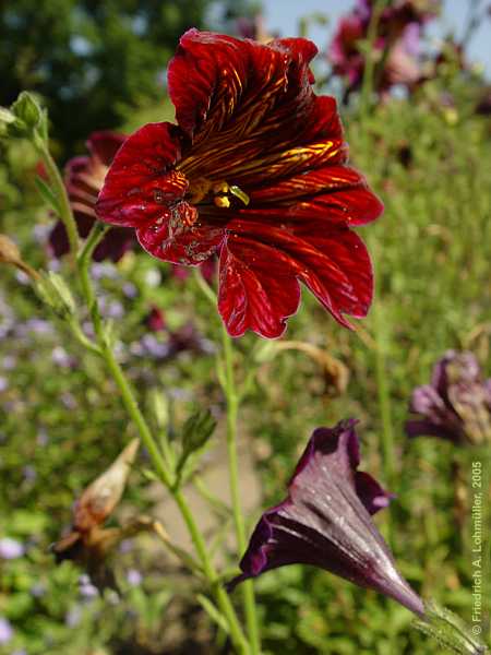 Salpiglossis sinuata