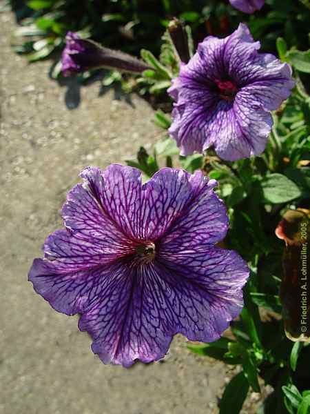 Salpiglossis sinuata