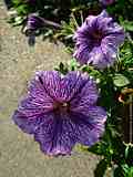 Salpiglossis sinuata