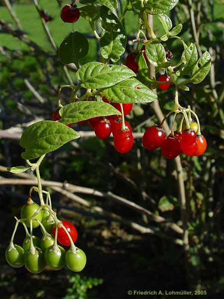 Solanum dulcamaro