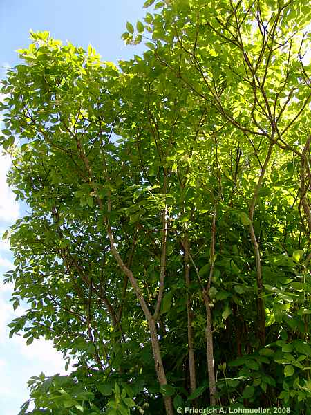 Staphylea pinnata