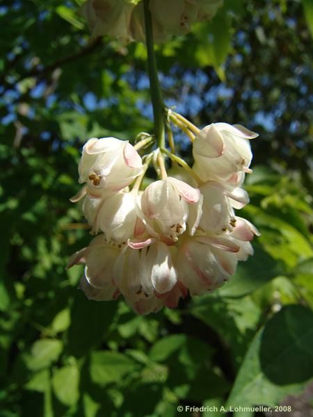 Staphylea pinnata