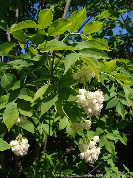 Staphylea pinnata