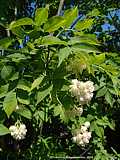 Staphylea pinnata