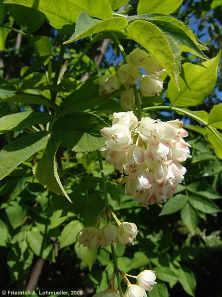 Staphylea pinnata