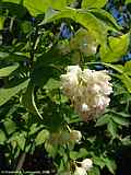 Staphylea pinnata