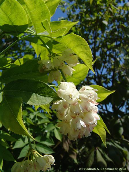 Staphylea pinnata