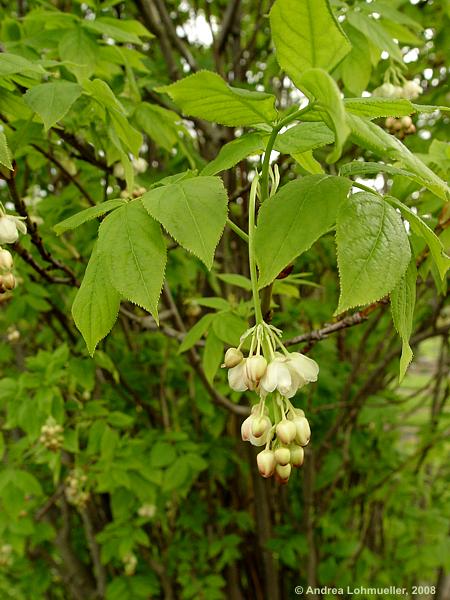 Staphylea pinnata