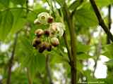 Staphylea pinnata