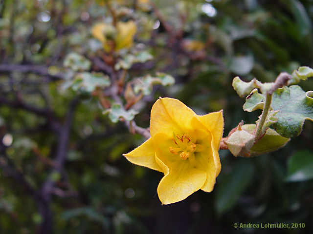 Fremontodendron californicum