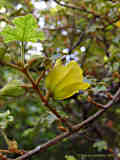 Fremontodendron californicum