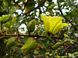 Fremontodendron californicum