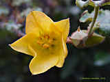 Fremontodendron californicum