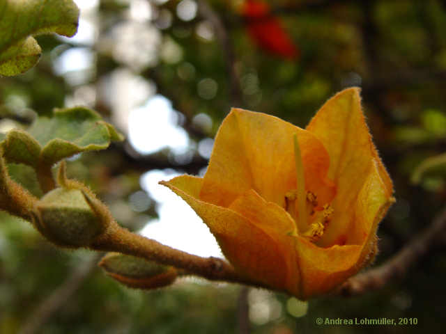 Fremontodendron californicum